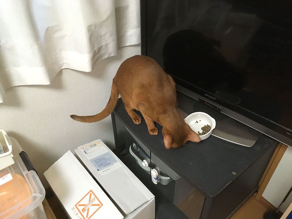 iPhone-20190919_1411-5