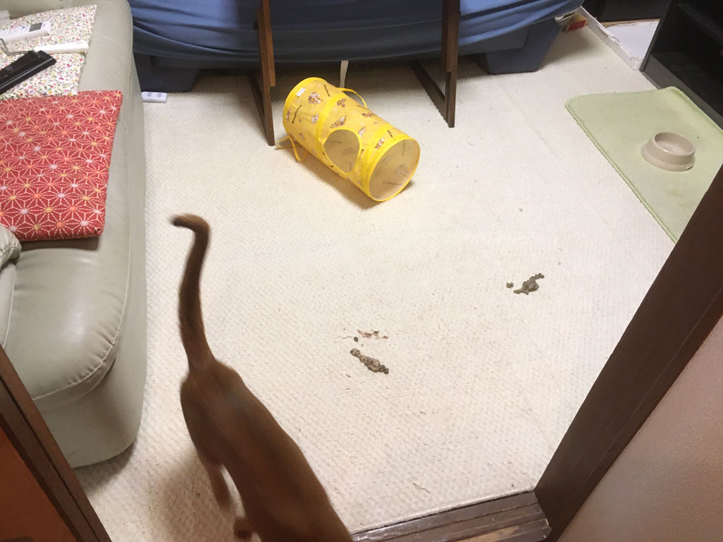 iPhone20191106_0928-3