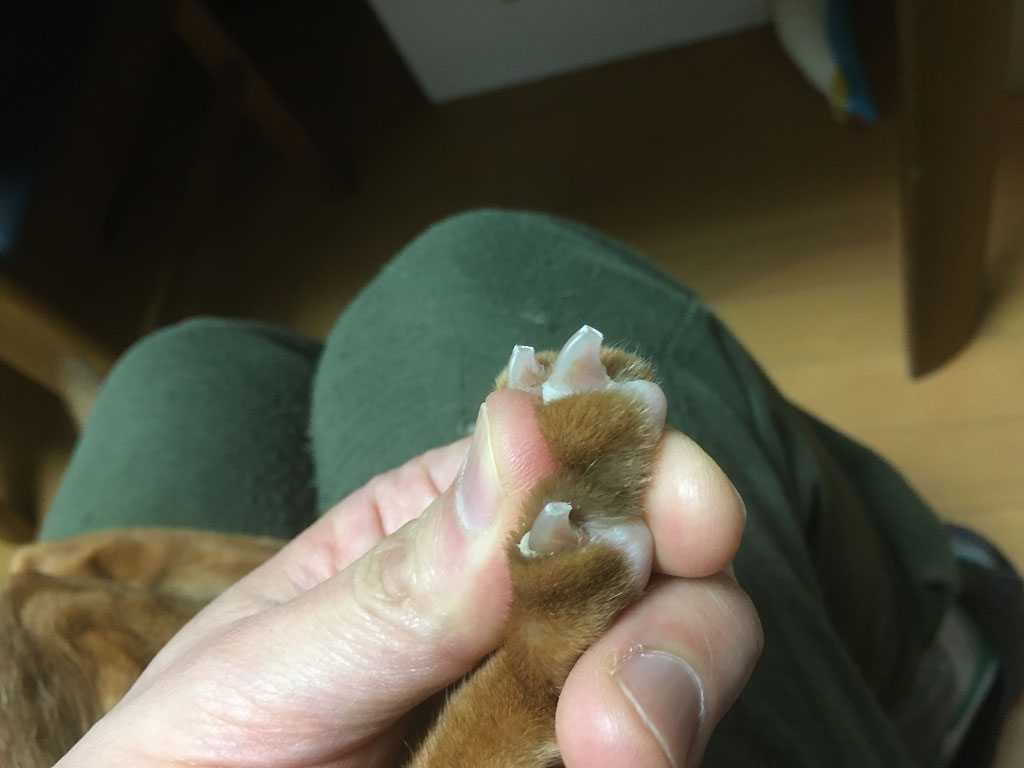 iPhone20191125_1206-3