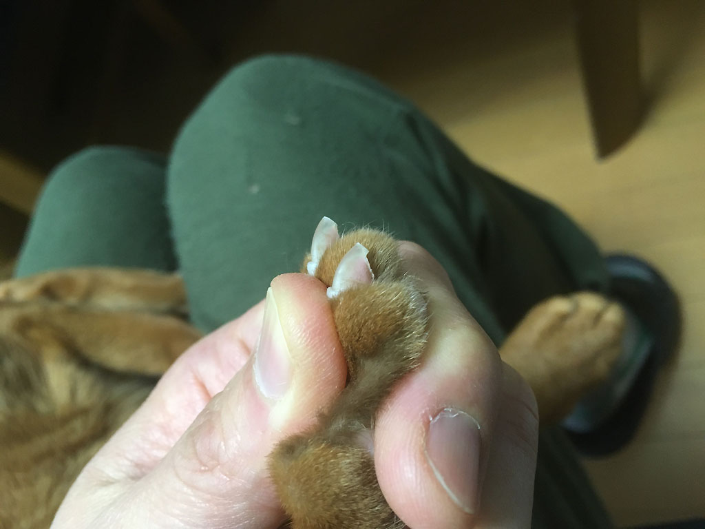 iPhone20191125_1206-4