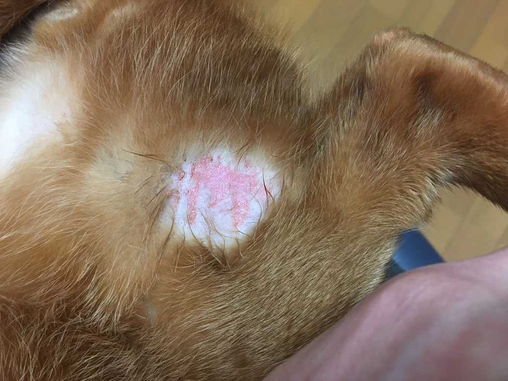 iPhone20200205_0853-3