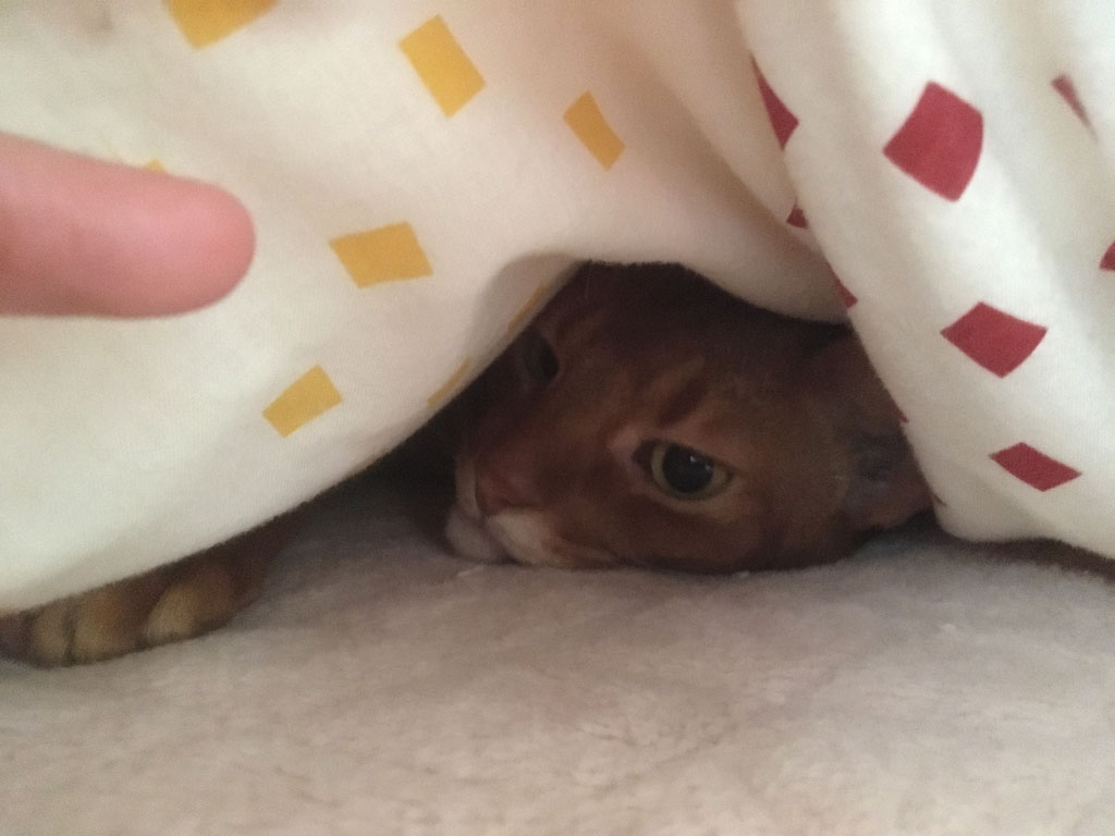 iPhone20200318_1547-4