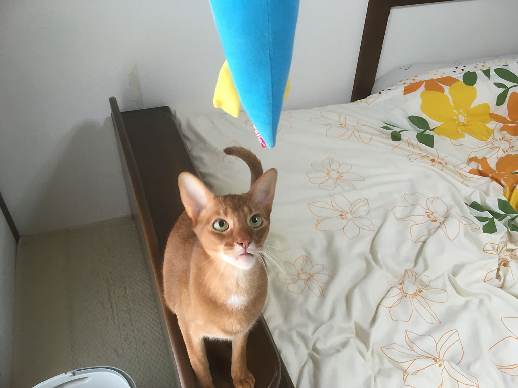 iPhone20200321_1109-3