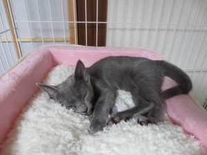 普通の猫の寝方のロシ子。