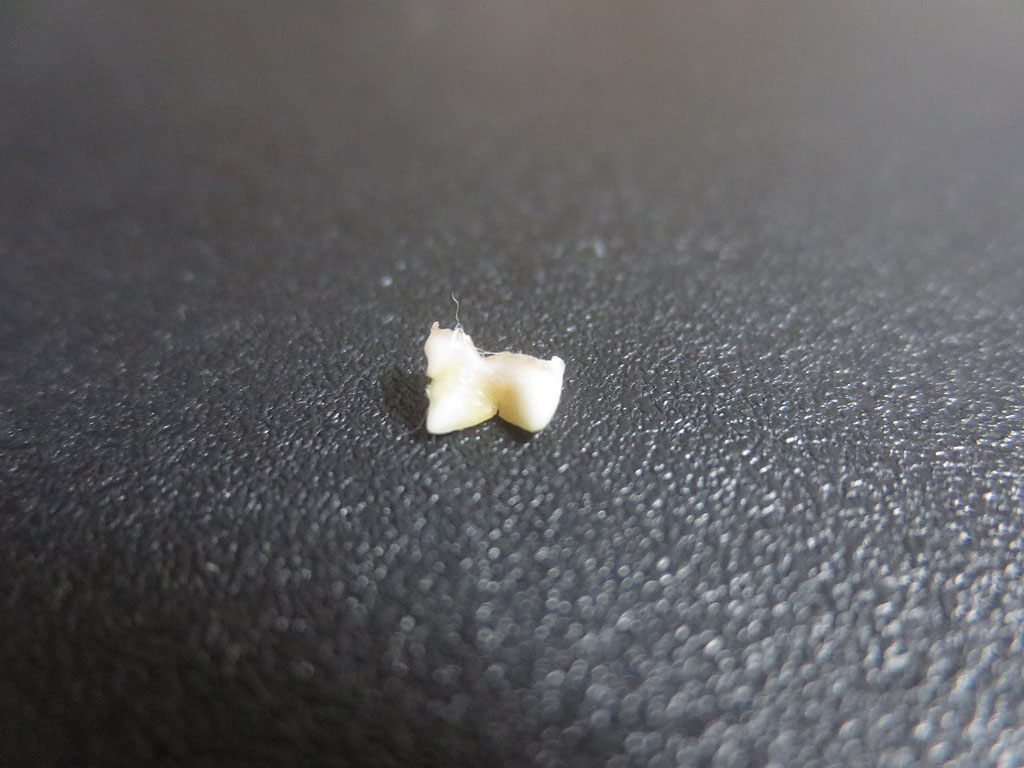 ロシ子の抜けた乳歯です。