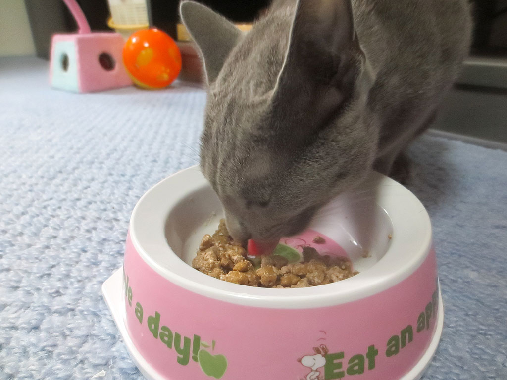 高カロリーの子猫用のご飯のロシ子。