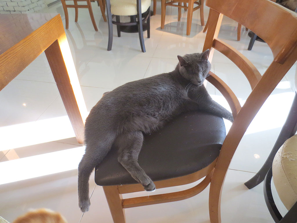 猫カフェのロシアンブルー。