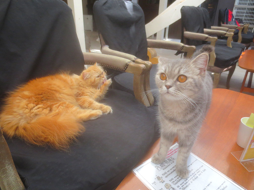 バンコクの猫カフェの猫ちゃん達。