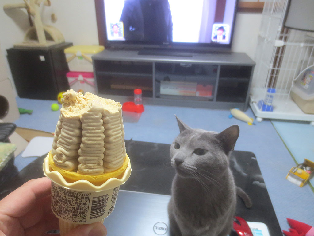 アイスクリームに興味を示すロシ子。