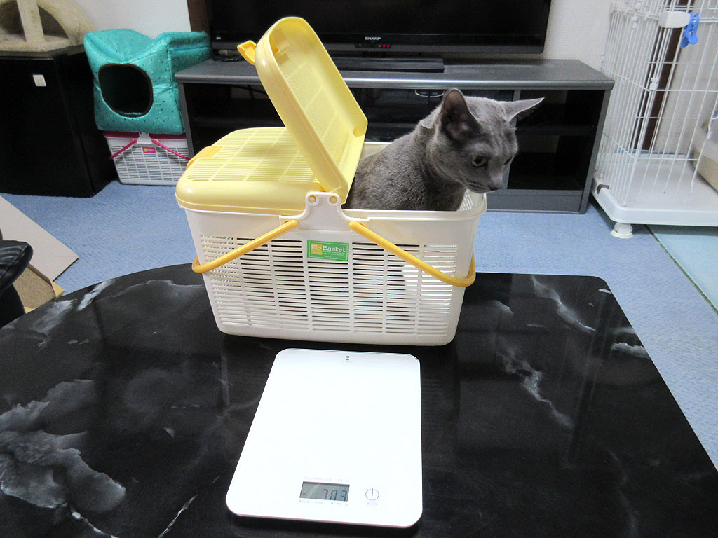 体重測定後のロシ子。