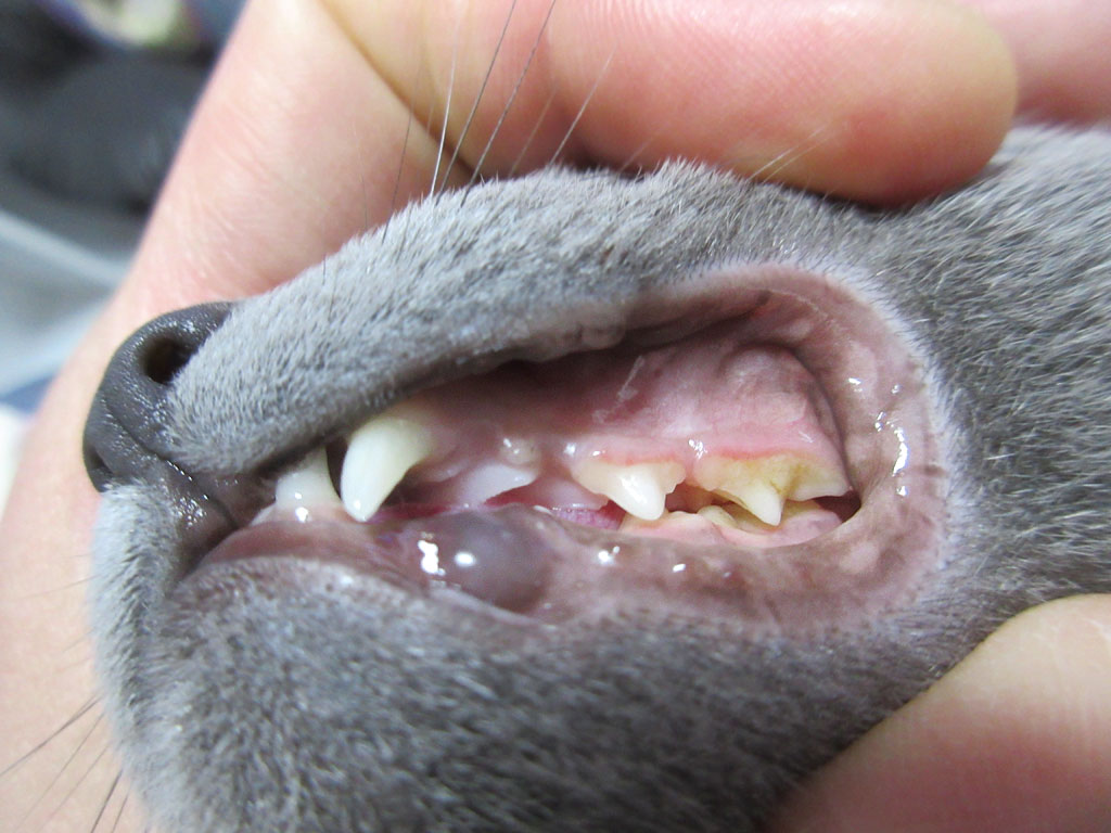 ロシ子の歯茎の写真。