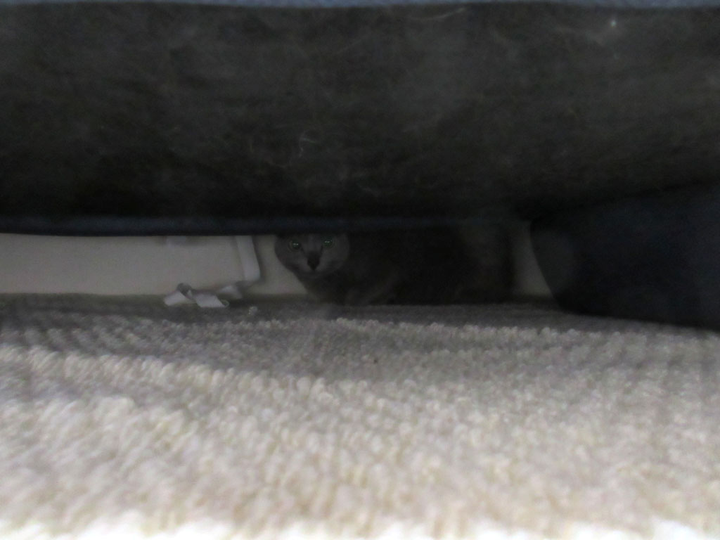 ソファーの下に隠れるロシ子。