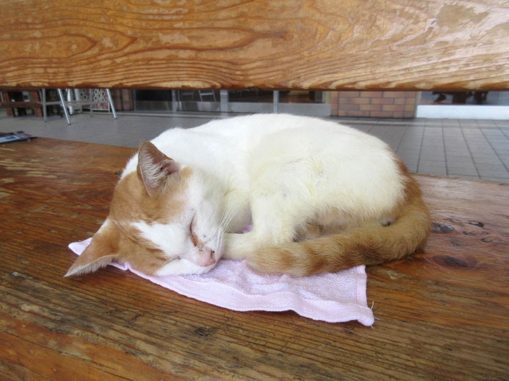JR長崎駅の猫ちゃん。