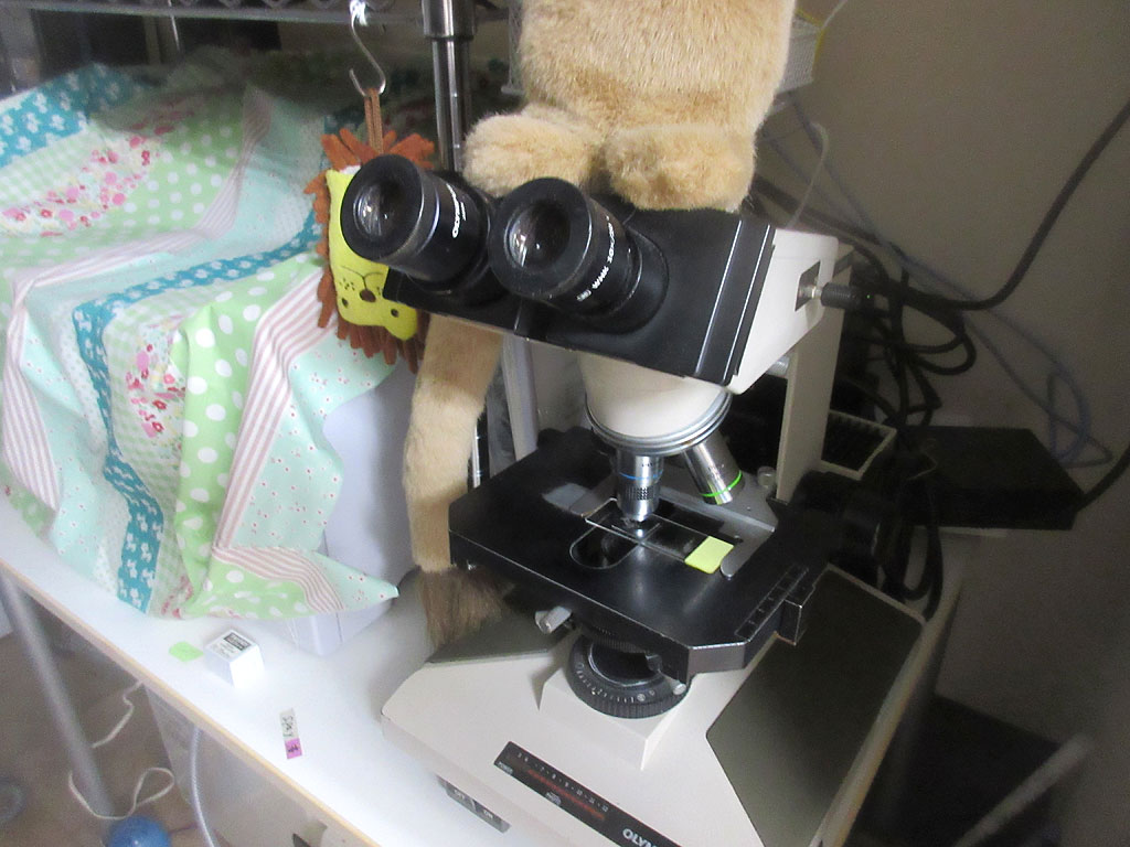 ロシ子の嘔吐物を顕微鏡で。