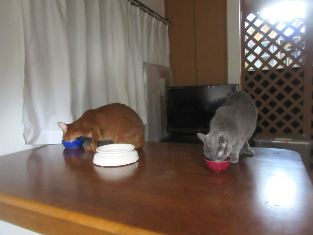 猫たちのお昼ご飯の時間。