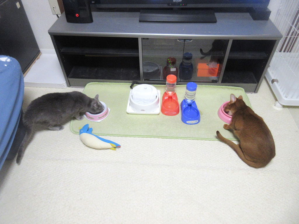猫たちの晩ご飯。