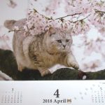 産経新聞の猫カレンダー。