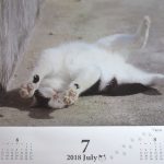 猫カレンダーの猫ちゃん。