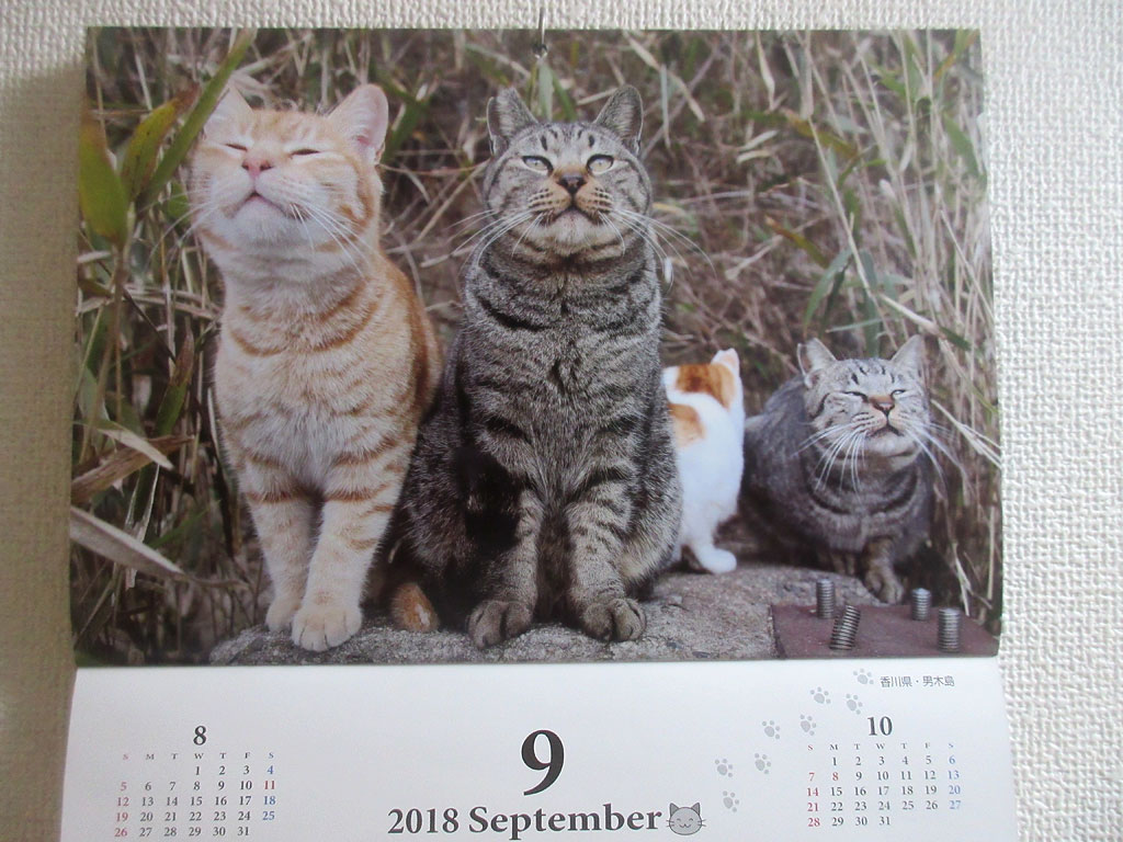 9月のカレンダーの猫ちゃん。