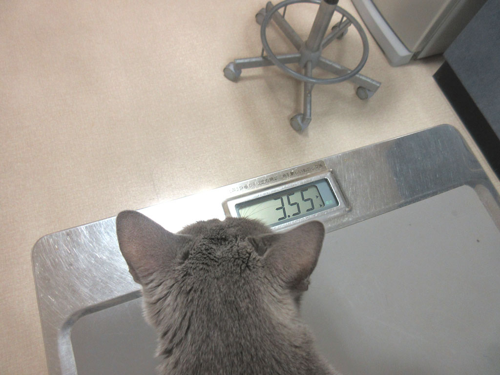 ロシ子の体重は3.55kg。