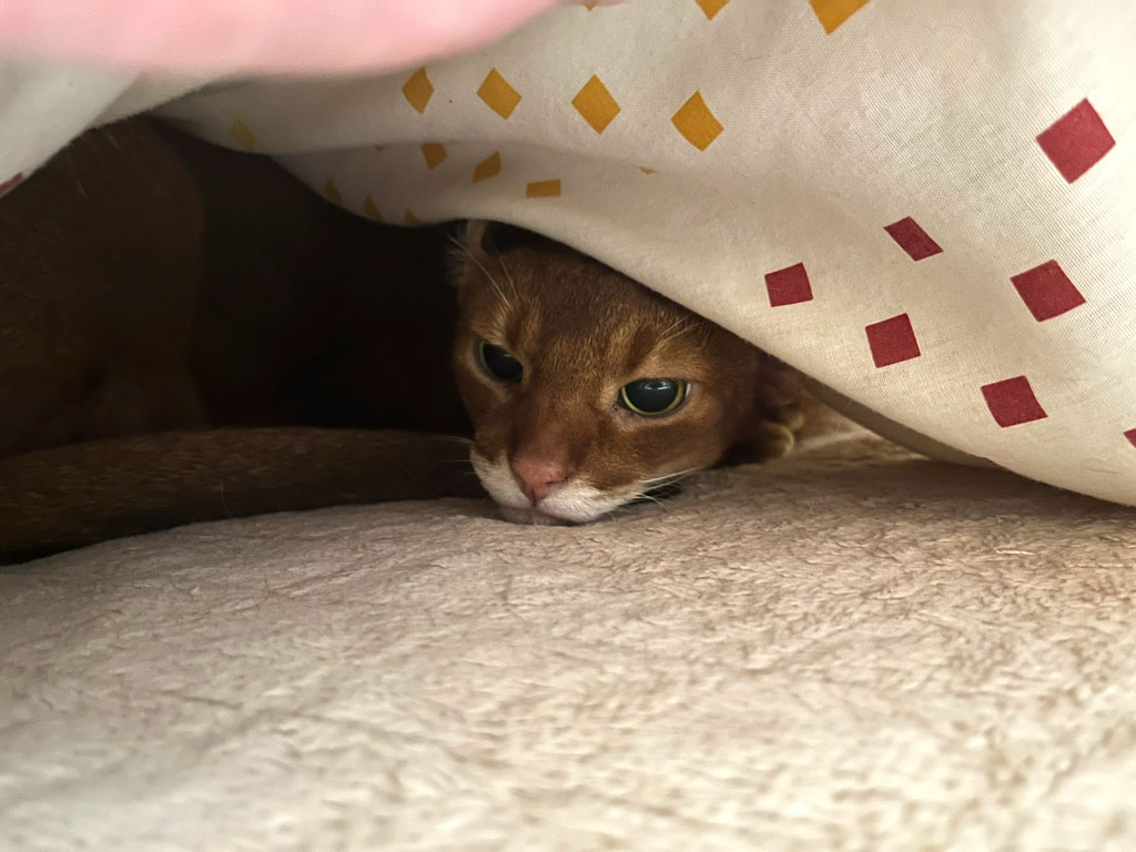 iPhone-20250828-1856