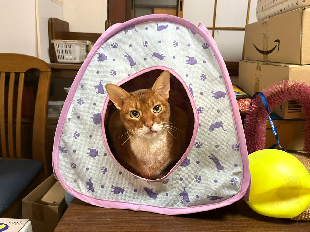 iPhone-20260408-2030