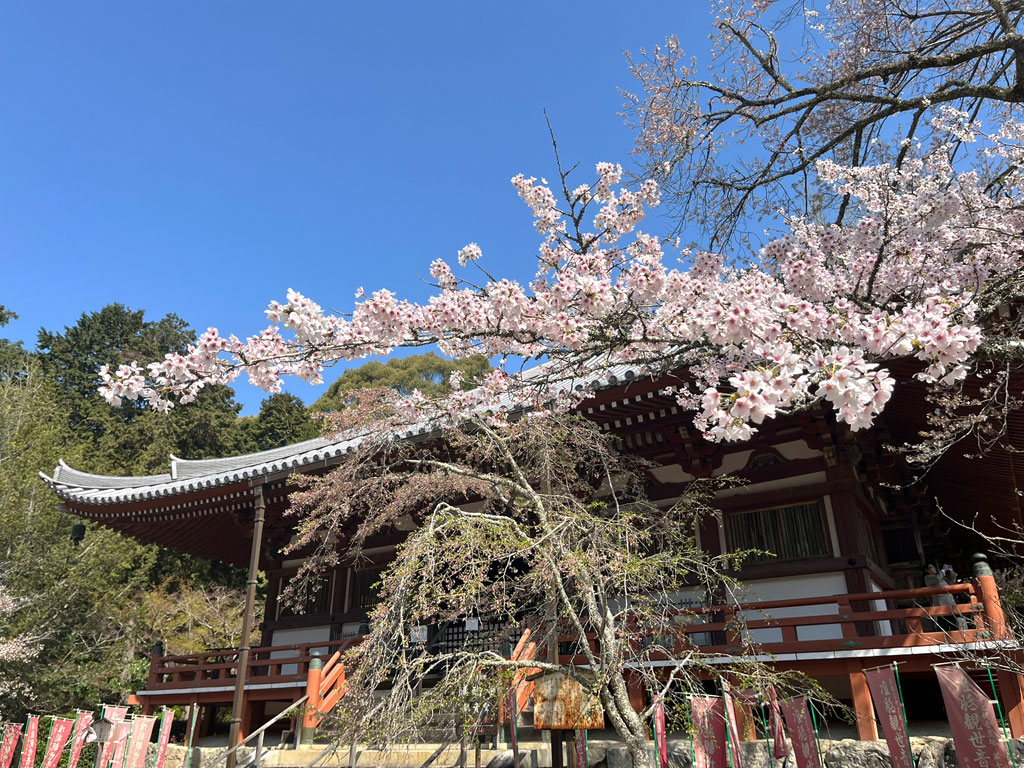 kyouto-20260403-0943