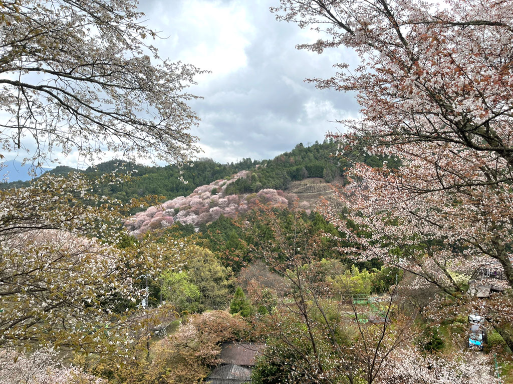 yoshino-20260405-0932