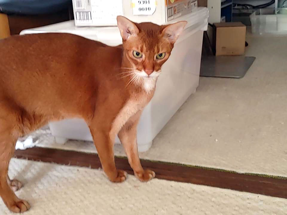 Petsitter-20260520-0930