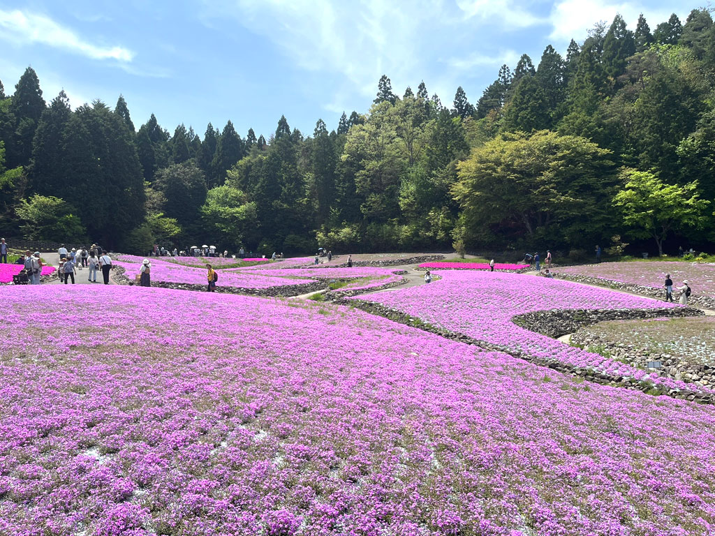 hana-20260502-1236